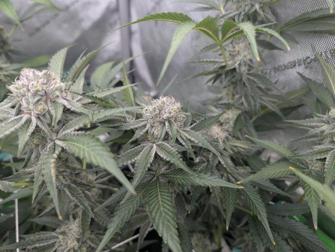New Girls!. Week 6 - CP D39