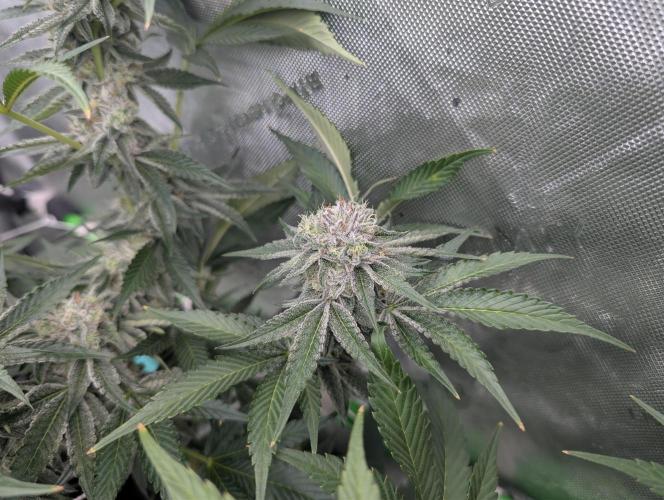New Girls!. Week 6 - CP D39