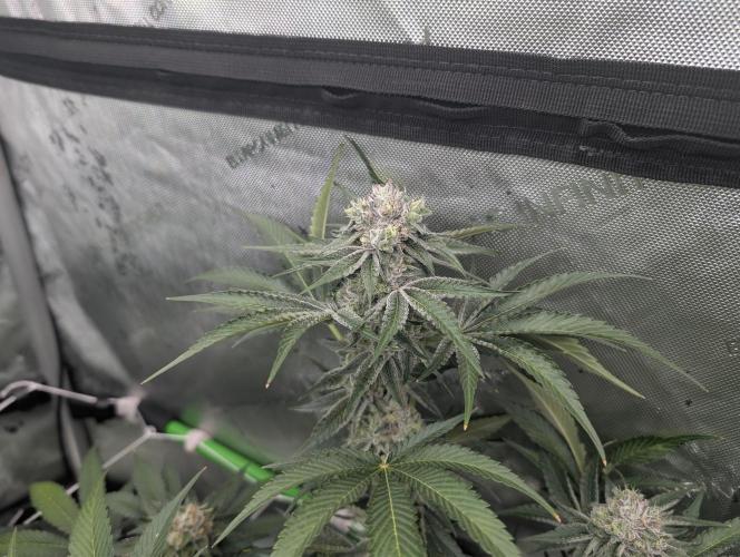 New Girls!. Week 6 - CP D39