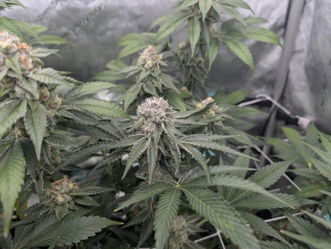 New Girls!. Week 6 - CP D39