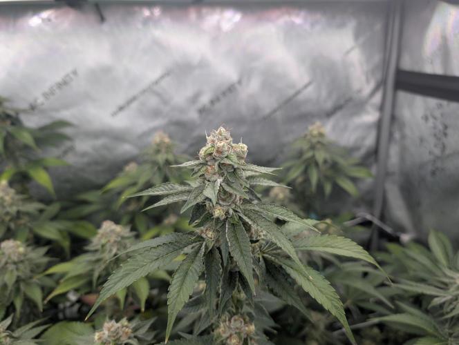 New Girls!. Week 6 - WB D39