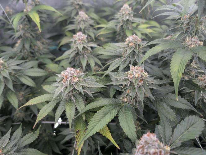 New Girls!. Week 6 - WB D39