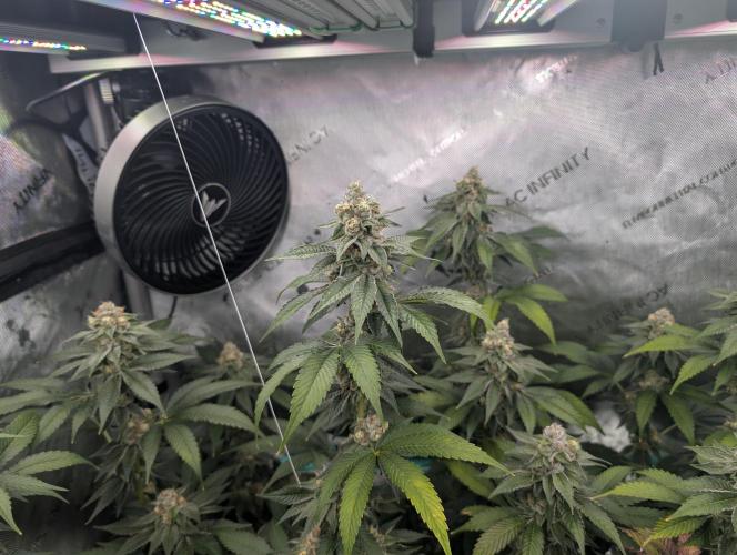 New Girls!. Week 6 - WB D39