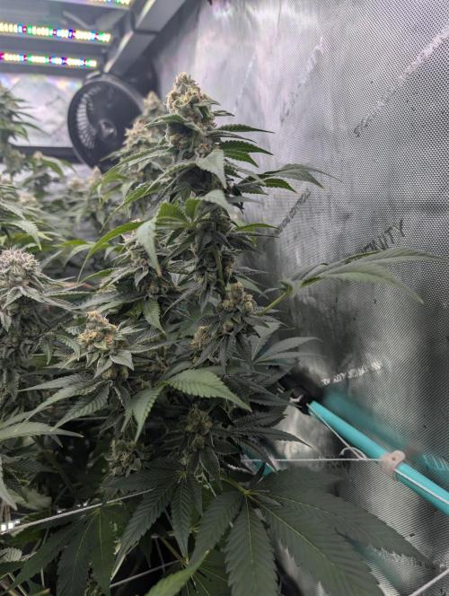New Girls!. Week 6 - D39