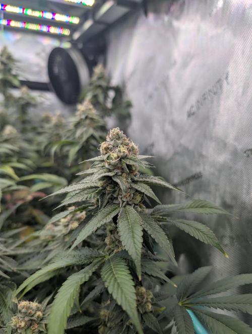 New Girls!. Week 6 - WB D39