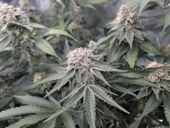 New Girls!. Week 6 - D39