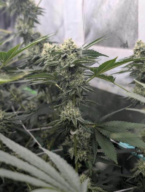 New Girls!. Week 6 - WB D39