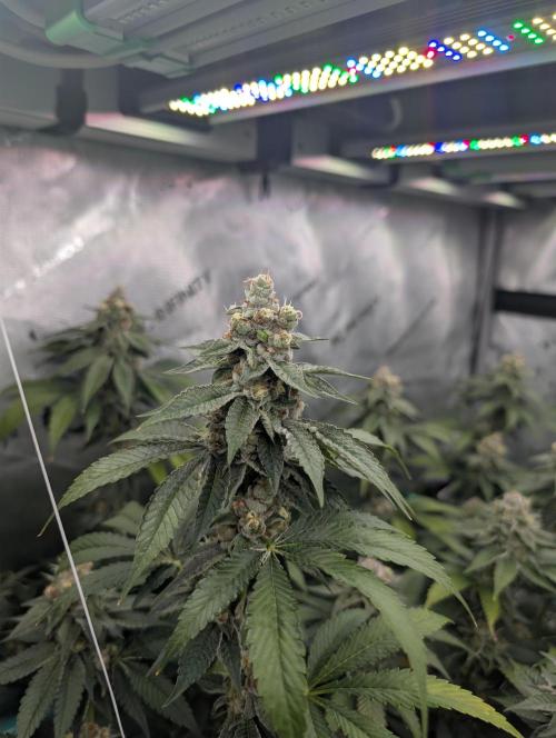 New Girls!. Week 6 - WB D39