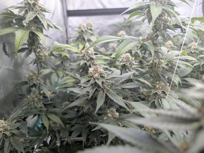 New Girls!. Week 6 - D39