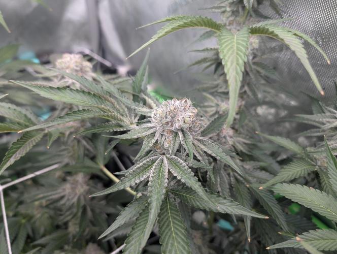 New Girls!. Week 7 - D45