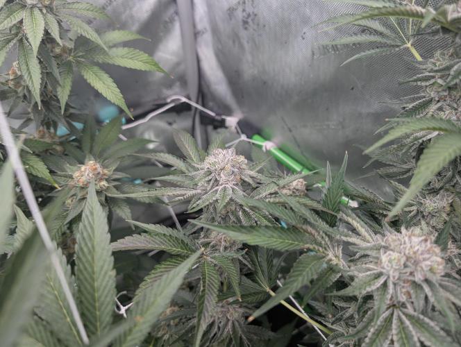 New Girls!. Week 7 - D45