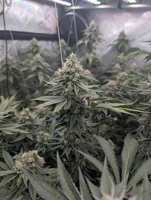 New Girls!. Week 7 - D45