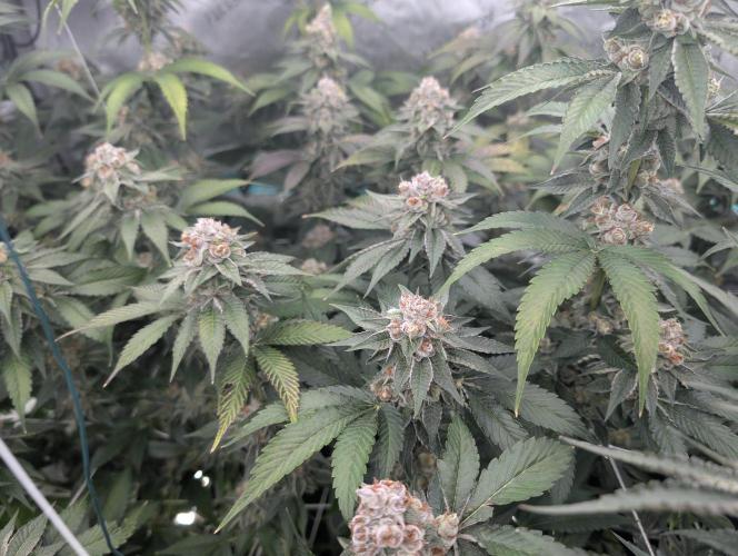 New Girls!. Week 7 - D45