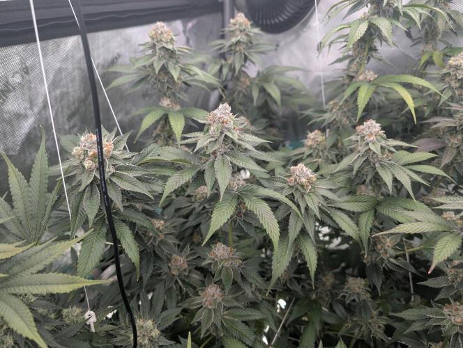New Girls!. Week 7 - D45