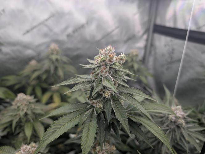 New Girls!. Week 7 - D45