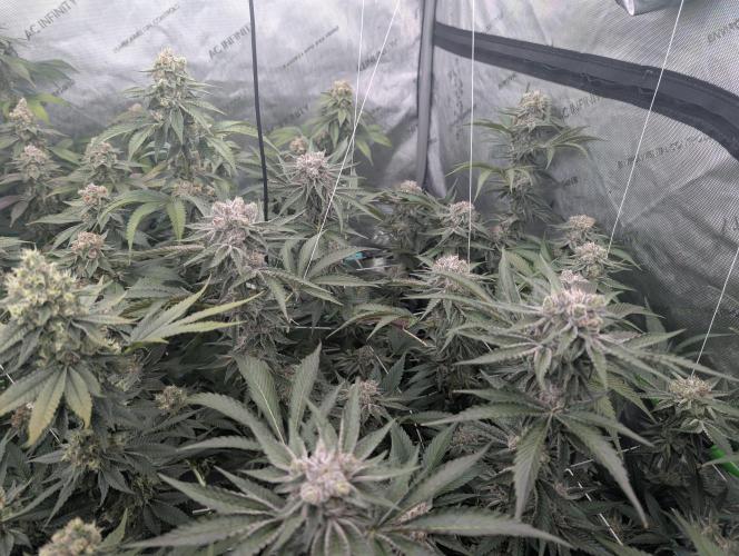 New Girls!. Week 7 - D45