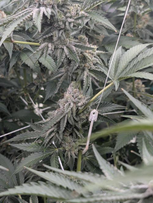 New Girls!. Week 7 - D45