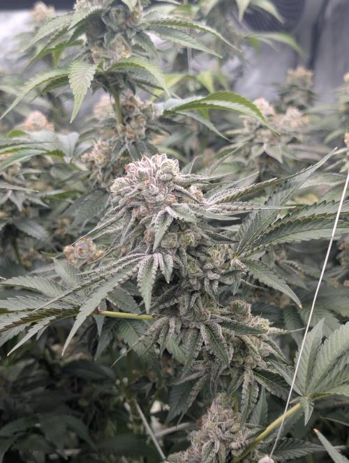 New Girls!. Week 7 - D45