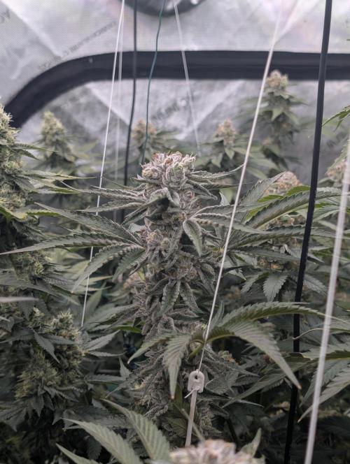 New Girls!. Week 7 - D45