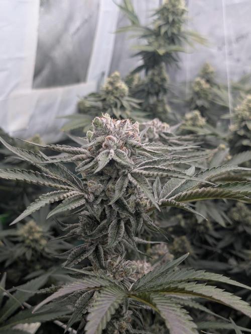 New Girls!. Week 7 - D45