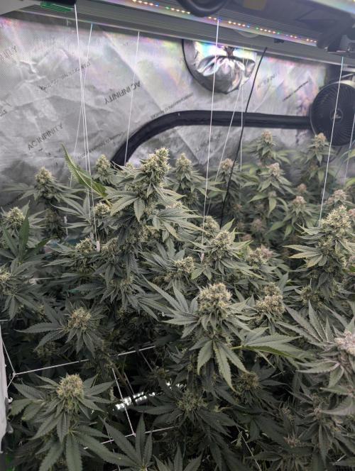 New Girls!. Week 7 - D45