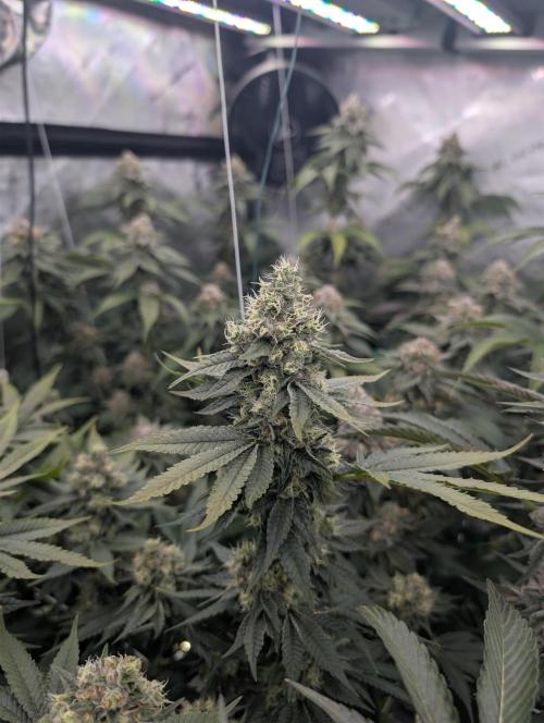 New Girls!. Week 7 - D45