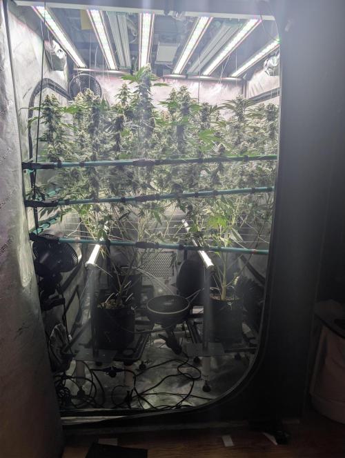 New Girls!. Week 7 - D45