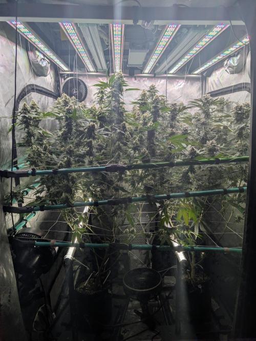 New Girls!. Week 7 - D45