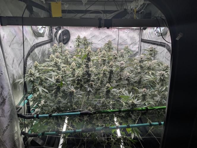 New Girls!. Week 7 - D45