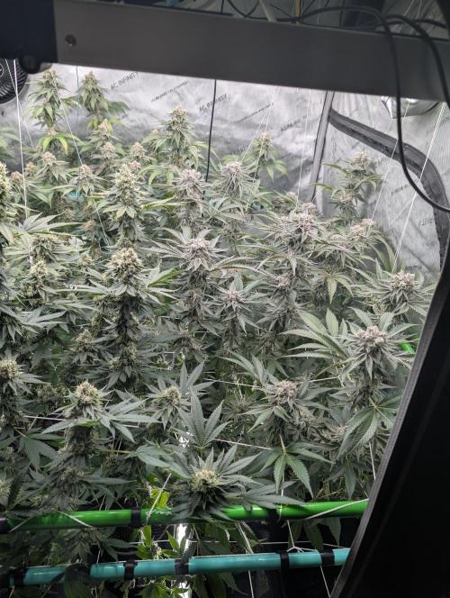 New Girls!. Week 7 - D45