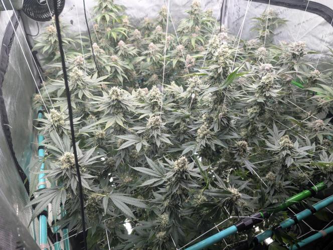 New Girls!. Week 7 - D45