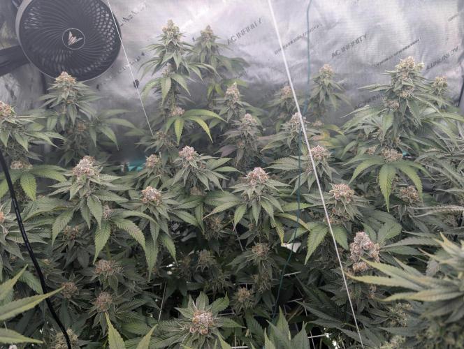 New Girls!. Week 7 - D45