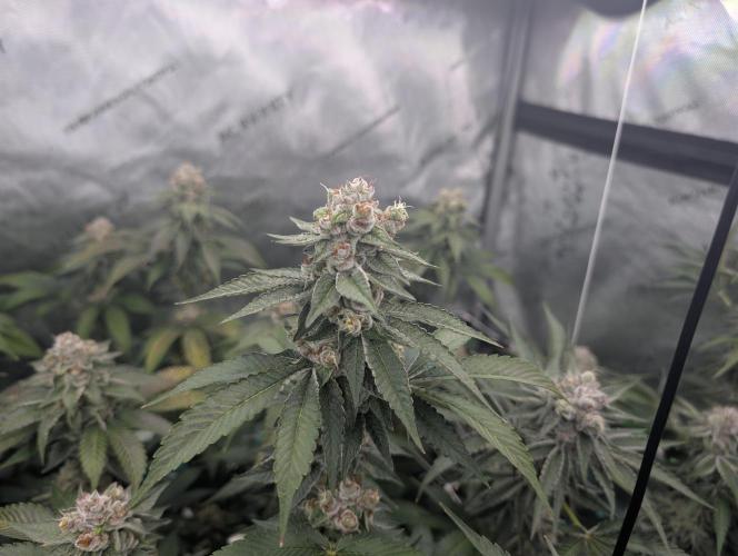New Girls!. Week 7 - D45