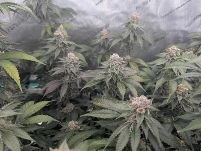 New Girls!. Week 7 - D45