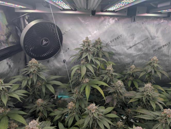 New Girls!. Week 7 - D45
