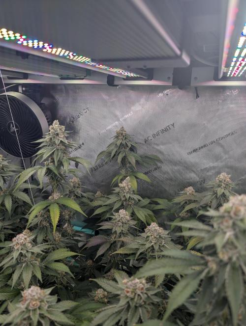 New Girls!. Week 7 - D45