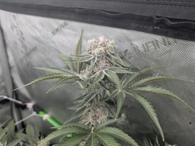 New Girls!. Week 7 - D45