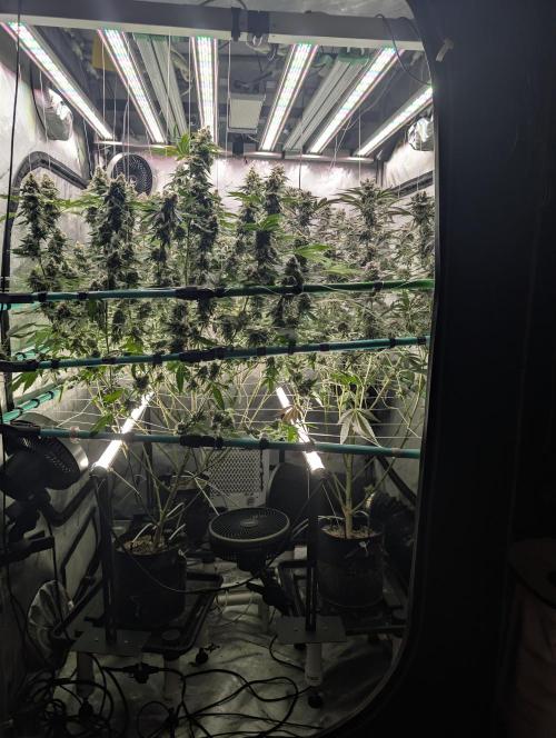 New Girls!. Week 8 - D51