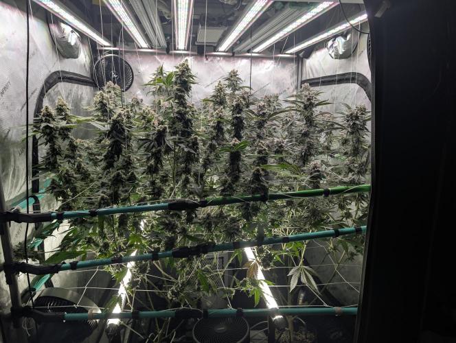 New Girls!. Week 8 - D51