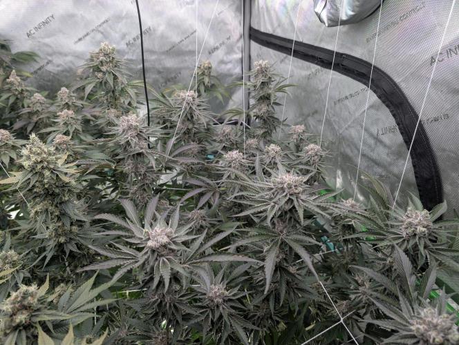 New Girls!. Week 8 - D51