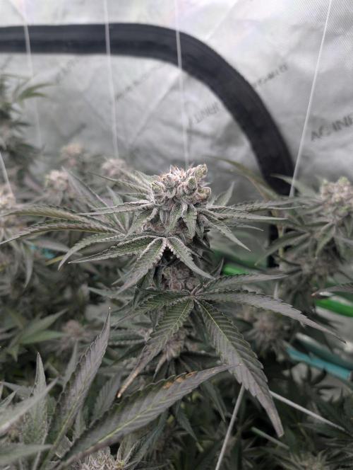 New Girls!. Week 8 - D51