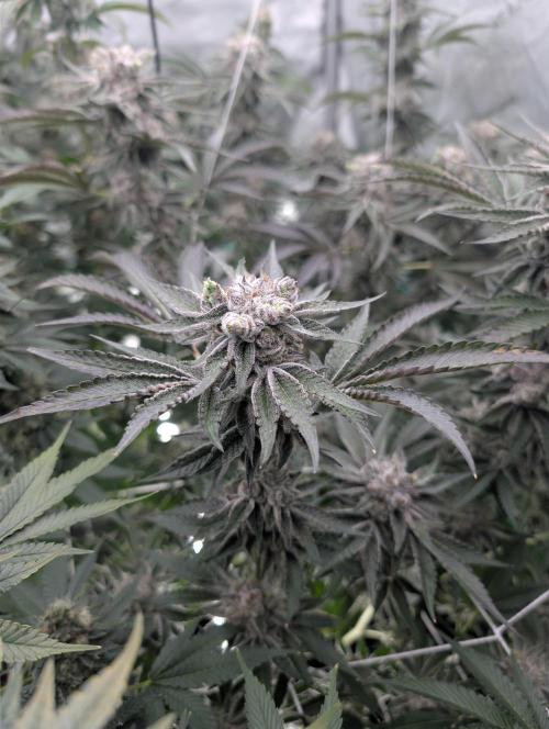 New Girls!. Week 8 - D51