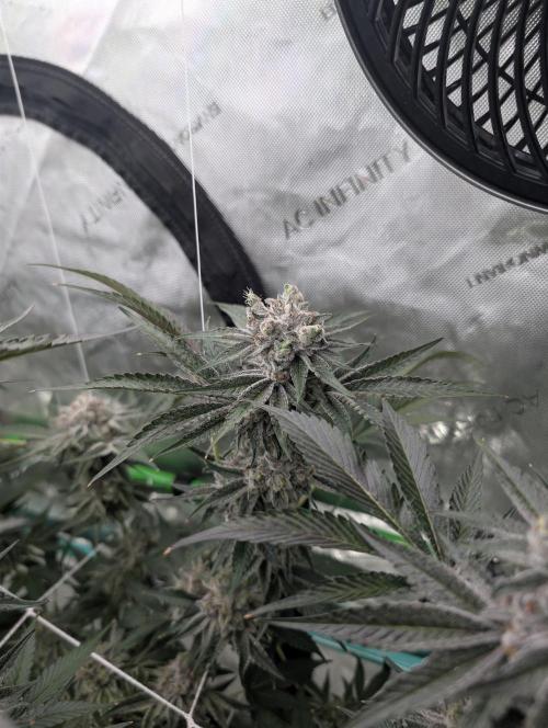 New Girls!. Week 8 - D51