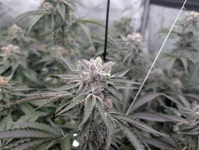 New Girls!. Week 8 - D51