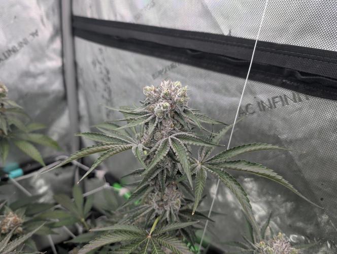 New Girls!. Week 8 - D51