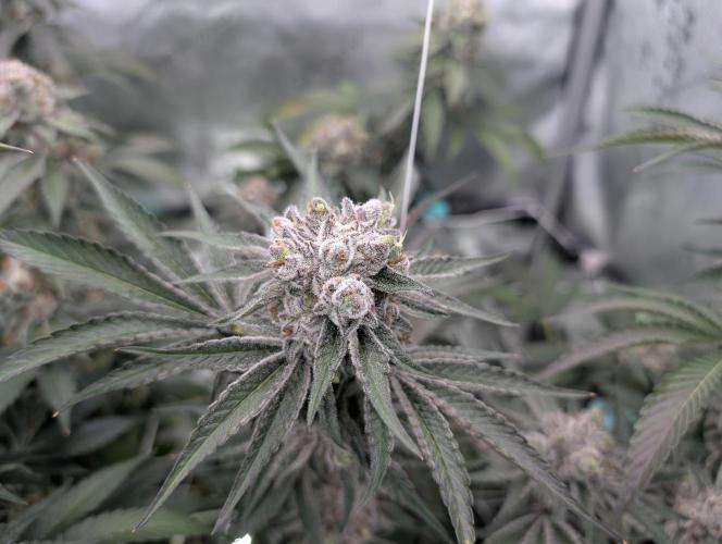 New Girls!. Week 8 - D51