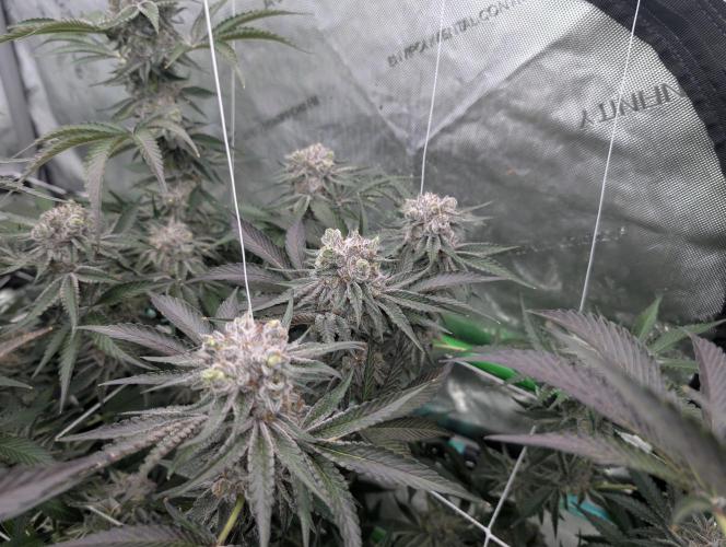 New Girls!. Week 8 - D51