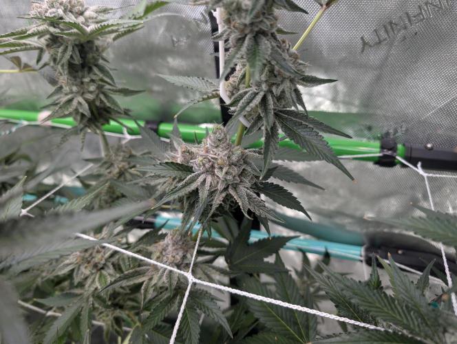 New Girls!. Week 8 - D51