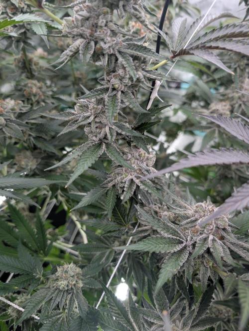 New Girls!. Week 8 - D51