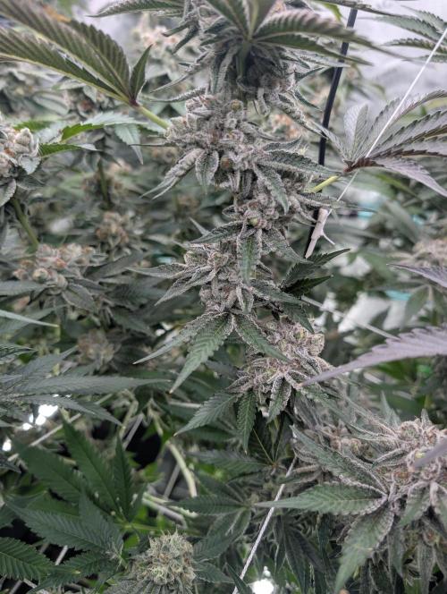 New Girls!. Week 8 - D51